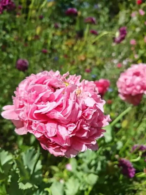 Kit de Semillas para Jardín Colorido