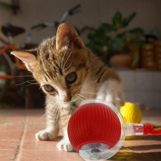 Pelota Mágica para Mascotas
